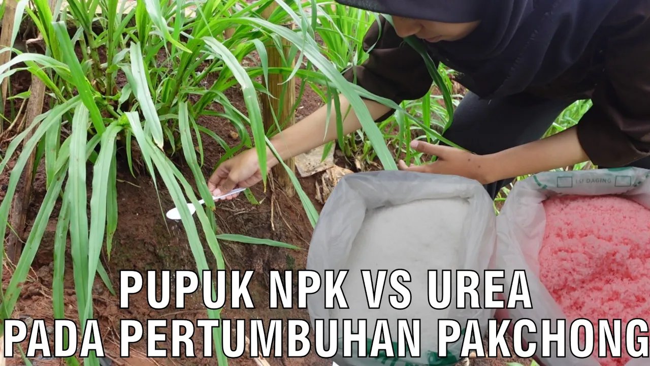 
                                 Pupuk-Urea-Vs-Pupuk-NPK-Pada-Pertumbuhan-Pakchong